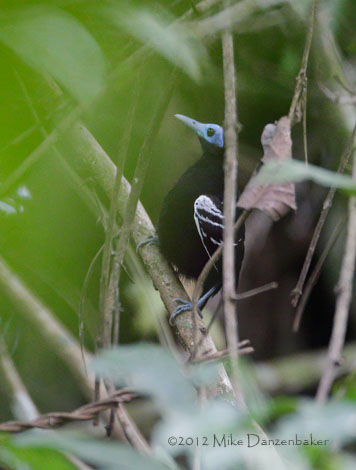 Bare-crowned Antbird (Gymnocichla nudiceps) photo