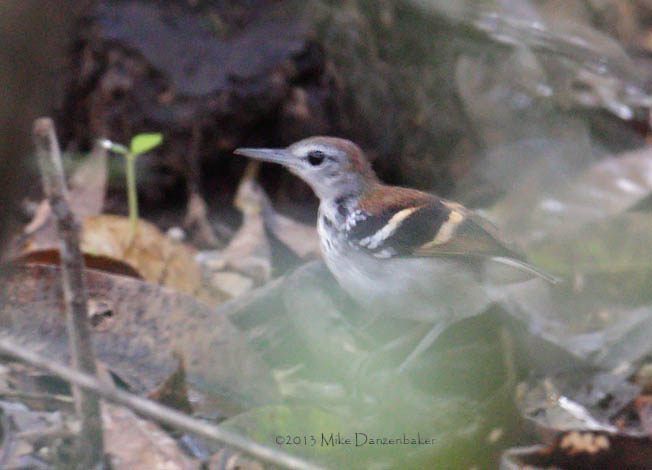 Banded Antbird (Dichrozona cincta) photo