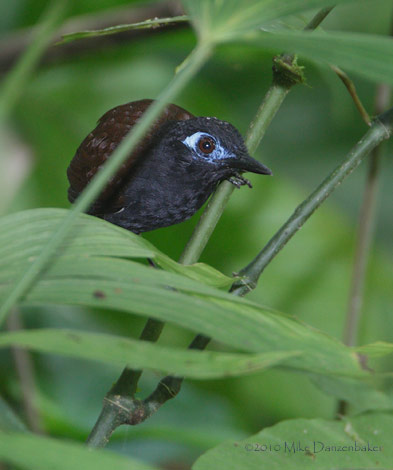 Chestnut-backed Antbird (Myrmeciza exsul) photo