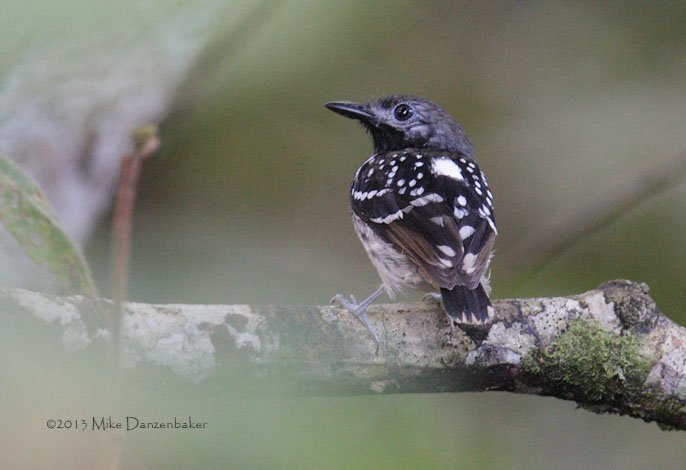 Dot-backed Antbird (Hylophylax punctulatus) photo