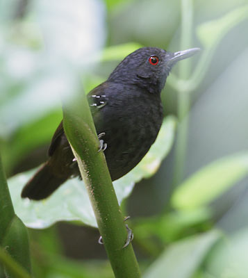 Dull-mantled Antbird (Myrmeciza laemosticta) photo
