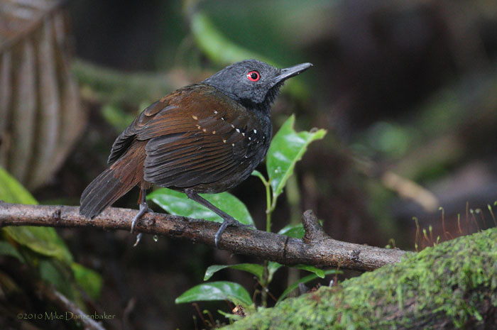 Dull-mantled Antbird (Myrmeciza laemosticta) photo