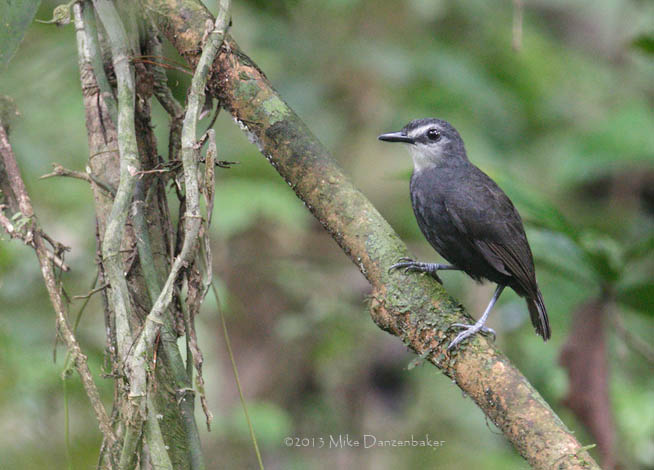 Lunulated Antbird (Gymnopithys lunulatus) photo
