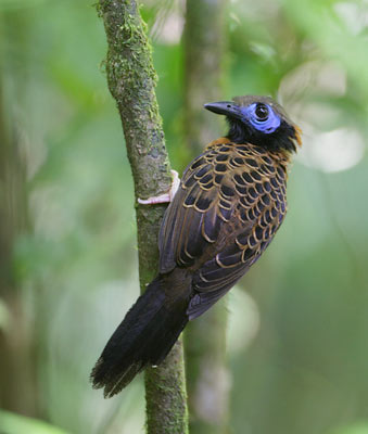 Ocellated Antbird (Phaenostictus mcleannani) photo