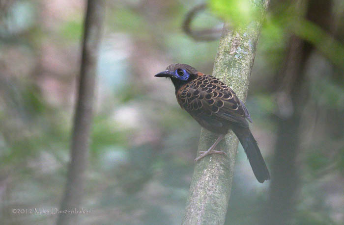 Ocellated Antbird (Phaenostictus mcleannani) photo