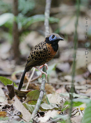 Ocellated Antbird (Phaenostictus mcleannani) photo