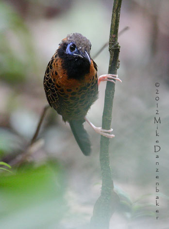 Ocellated Antbird (Phaenostictus mcleannani) photo