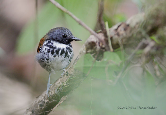 Spotted Antbird (Hylophylax naevioides) photo