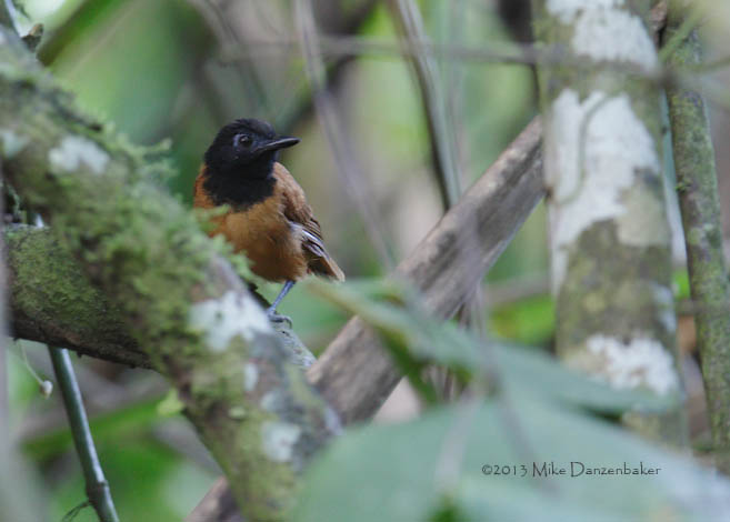 White-shouldered Antbird (Myrmeciza melanoceps) photo