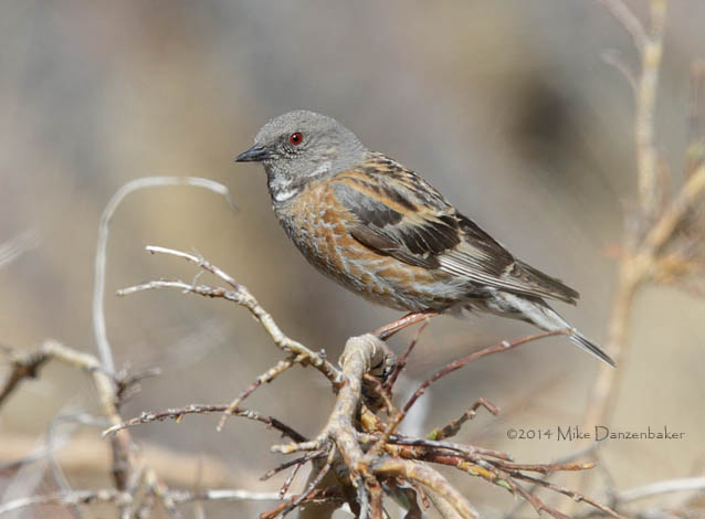 Altai Accentor (Prunella himalayana) photo