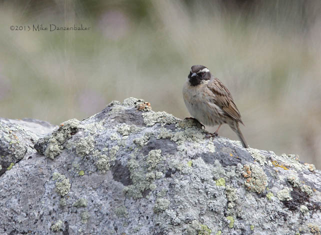Black-throated Accentor (Prunella atrogularis) photo