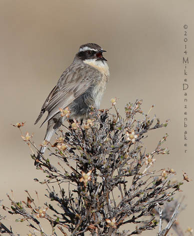 Brown Accentor (Prunella fulvescens) photo