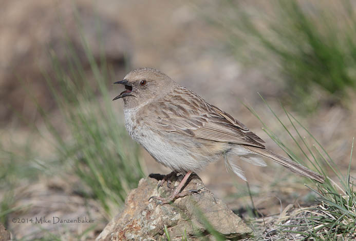Kozlov's Accentor (Prunella koslowi) photo