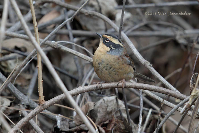 Siberian Accentor (Prunella montanella) photo