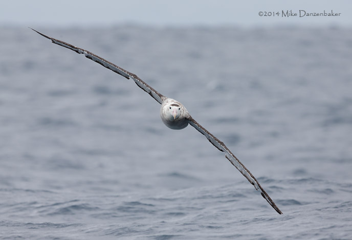 Antipodean Albatross (Diomedea antipodensis) photo