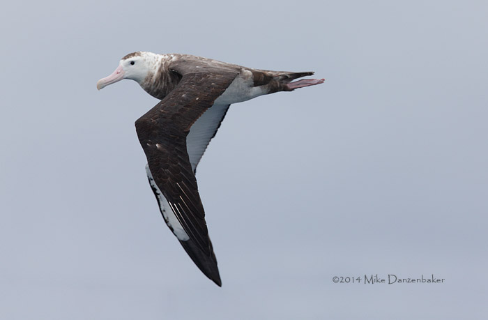 Antipodean Albatross (Diomedea antipodensis) photo