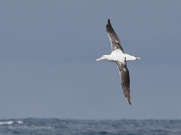 Antipodean Albatross (Diomedea antipodensis) photo
