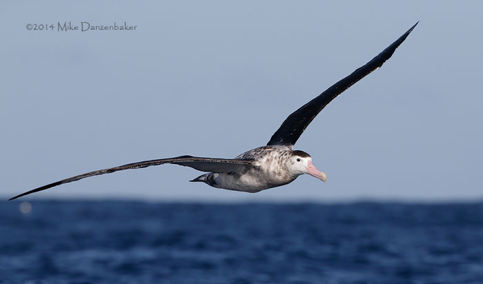 Antipodean Albatross (Diomedea antipodensis) photo