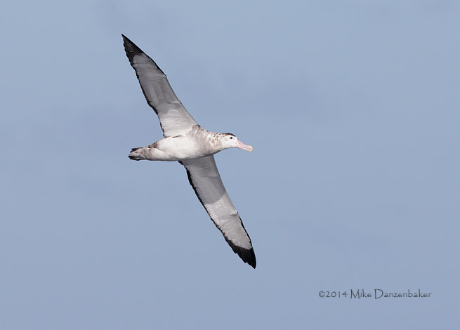 Antipodean Albatross (Diomedea antipodensis) photo
