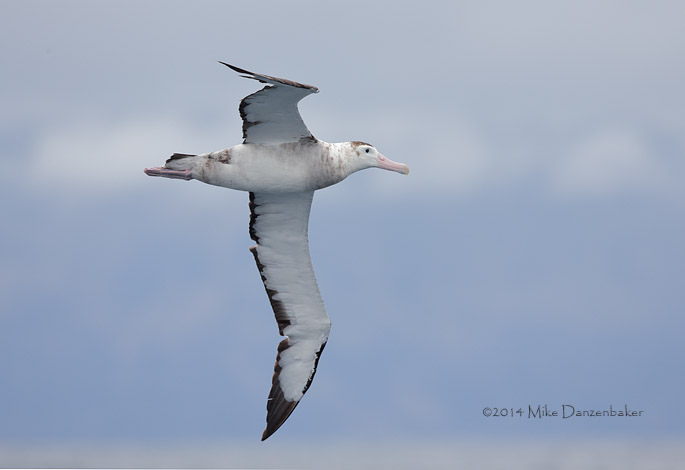 Antipodean Albatross (Diomedea antipodensis) photo