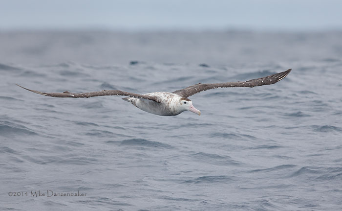 Antipodean Albatross (Diomedea antipodensis) photo