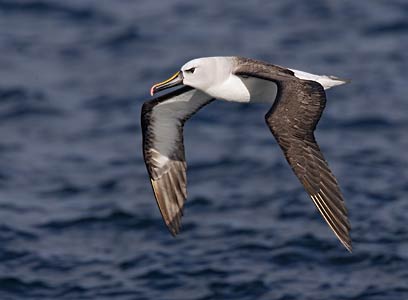 Atlantic Yellow-nosed Albatross (Thalassarche chlororhynchos) photo