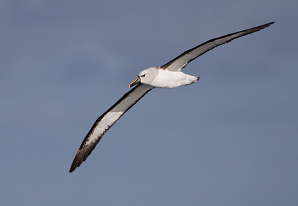 Atlantic Yellow-nosed Albatross (Thalassarche chlororhynchos) photo
