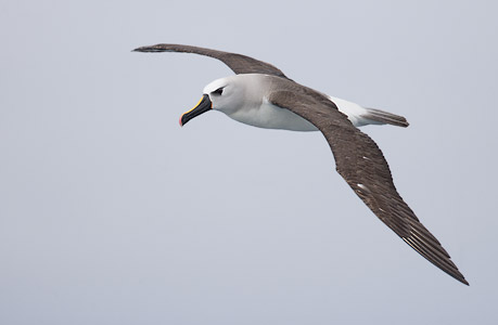 Atlantic Yellow-nosed Albatross (Thalassarche chlororhynchos) photo