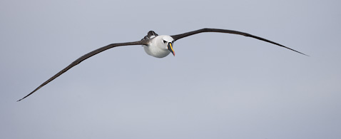 Atlantic Yellow-nosed Albatross (Thalassarche chlororhynchos) photo