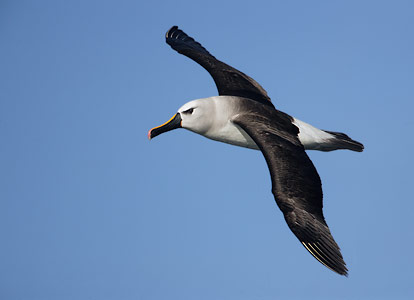 Atlantic Yellow-nosed Albatross (Thalassarche chlororhynchos) photo