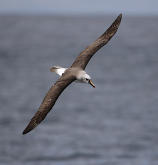 Atlantic Yellow-nosed Albatross (Thalassarche chlororhynchos) photo