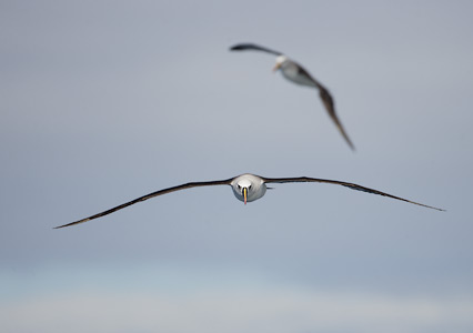 Atlantic Yellow-nosed Albatross (Thalassarche chlororhynchos) photo