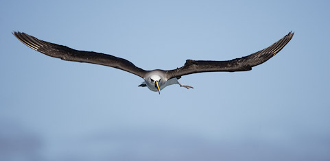 Atlantic Yellow-nosed Albatross (Thalassarche chlororhynchos) photo