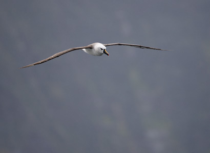 Atlantic Yellow-nosed Albatross (Thalassarche chlororhynchos) photo
