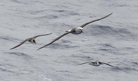 Atlantic Yellow-nosed Albatross (Thalassarche chlororhynchos) photo