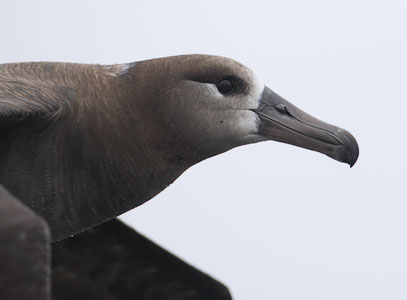 Black-footed Albatross (Phoebastria nigripes) photo