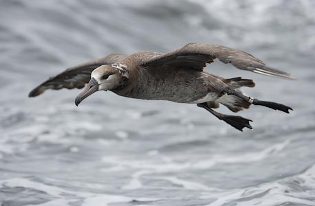 Black-footed Albatross (Phoebastria nigripes) photo