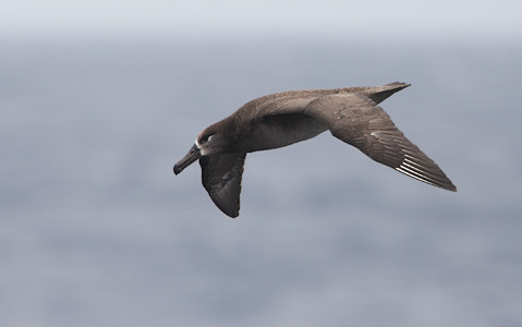 Black-footed Albatross (Phoebastria nigripes) photo