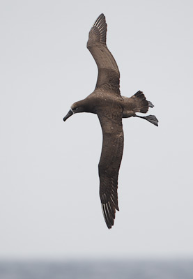 Black-footed Albatross (Phoebastria nigripes) photo