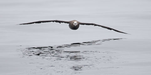 Black-footed Albatross (Phoebastria nigripes) photo