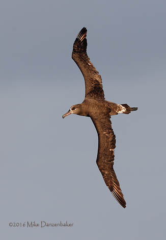 Black-footed Albatross (Phoebastria nigripes) photo