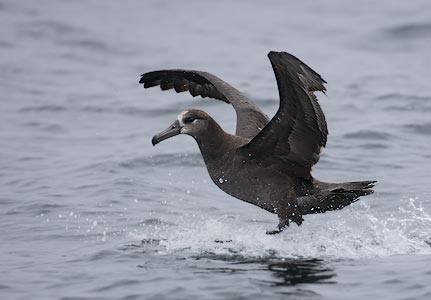 Black-footed Albatross (Phoebastria nigripes) photo