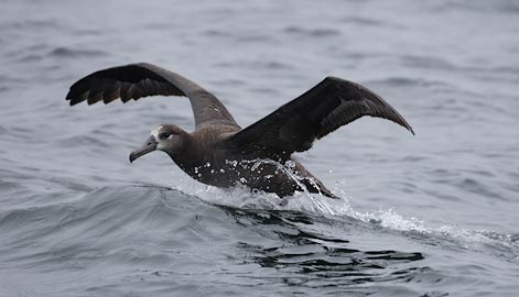 Black-footed Albatross (Phoebastria nigripes) photo