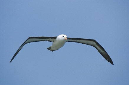 Black-browed Albatross (Thalassarche melanophris) photo image