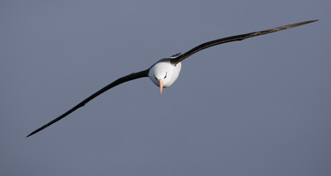 Black-browed Albatross (Thalassarche melanophris melanophris) photo