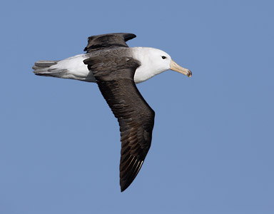 Black-browed Albatross (Thalassarche melanophris melanophris) photo