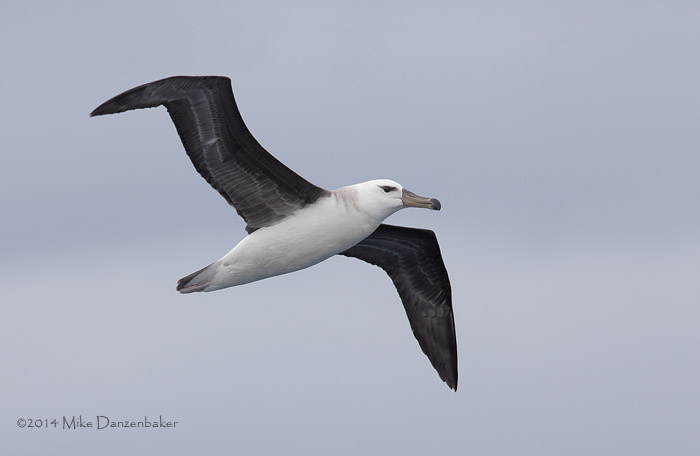 Black-browed Albatross (Thalassarche melanophris) photo