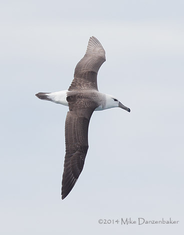 Black-browed Albatross (Thalassarche melanophris) photo