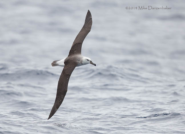 Black-browed Albatross (Thalassarche melanophris) photo
