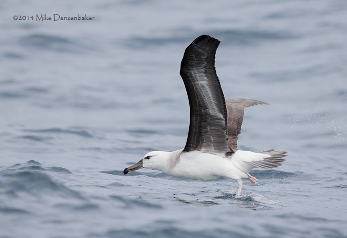 Black-browed Albatross (Thalassarche melanophris) photo